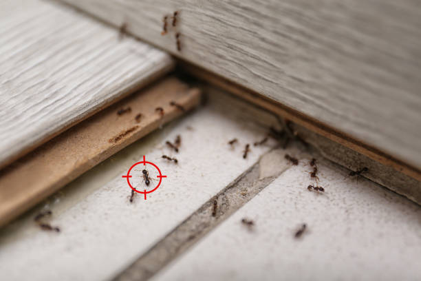 Best Flea Control Services  in Garberville, CA