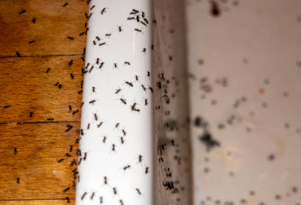 Best Local Pest Control Services  in Garberville, CA