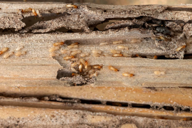 Trusted Garberville, CA Pest Control Experts